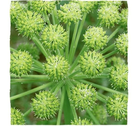 Weiße Blüten der Angelikawurzel